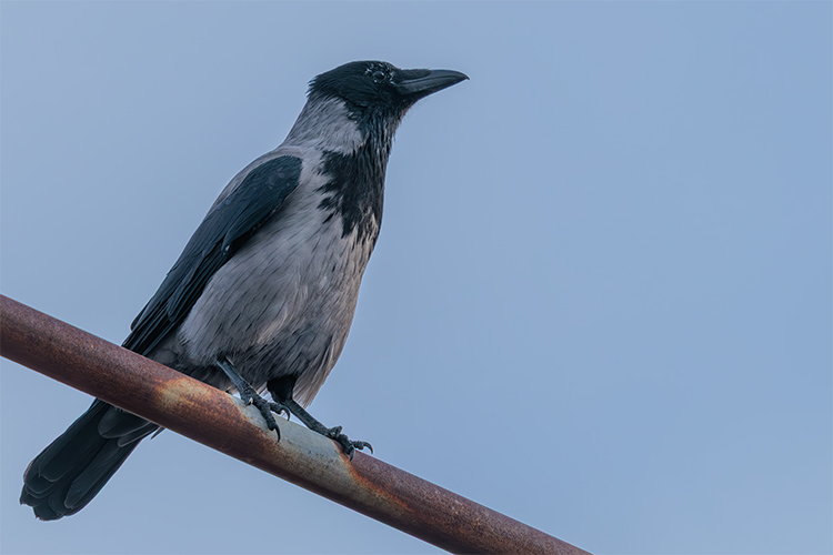 hooded crow inverness Scotland